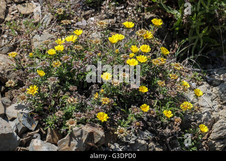 Gold Coin, Mediterranean Beach Daisy (Asteriscus maritimus, Bubonium maritimum) Stock Photo
