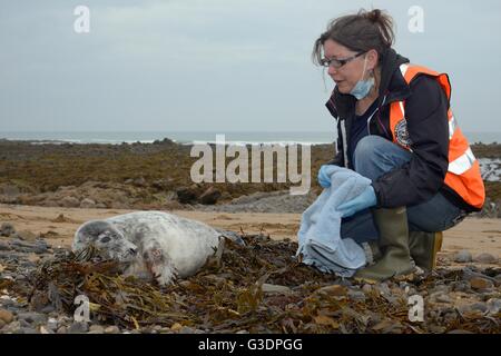 Michelle Clement, a British Divers Marine Life Rescue animal medic inspecting a sick, injured Grey seal pup (Halichoerus grypus) Stock Photo