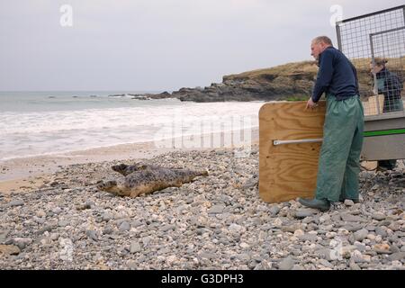 Rescued Grey seal pups (Halichoerus grypus) released after recovering from their injuries at the Cornish Seal Sanctuary. Stock Photo