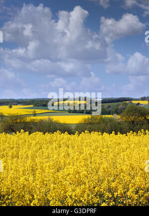 Colza rapeseed field against blue cloudy sky in a warm summer day Stock ...