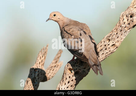 Mourning Dove, Zenaida macroura, Green Valley, Arizona, USA Stock Photo