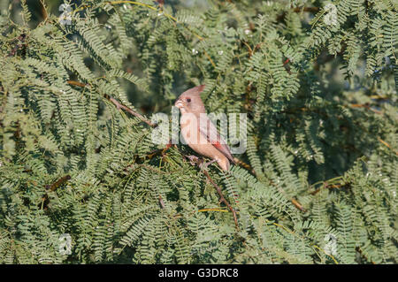 Pyrrhuloxia, desert cardinal, Cardinalis sinuatus, female, Green Valley, Arizona, USA Stock Photo