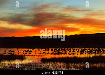 Sandhill Cranes silhouetted by the sunset forage before dark at their nightly resting area in a marsh at the Bosque del Apache National Wildlife Refuge in San Antonio, New Mexico. Thousands of Sandhill Cranes spend the winter in the refuge. Stock Photo