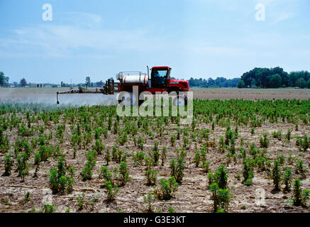 Agriculture - Apache high clearance sprayer applies Roundup herbicide on glyphosate resistant marestail in no-till cotton field. Application failed... Stock Photo