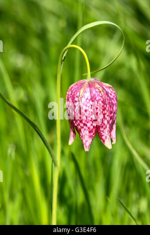 Close up of colourful spring blooming snakeshead fritillary flowers Stock Photo