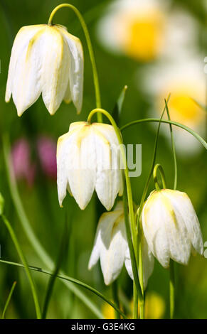 Close up of colourful spring blooming snakeshead fritillary flowers Stock Photo