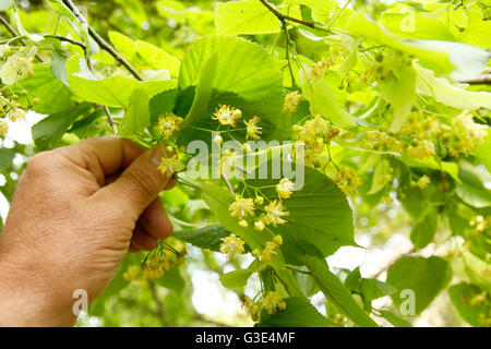 Common lime or linden tree. Tilia platiphyllos. Stock Photo