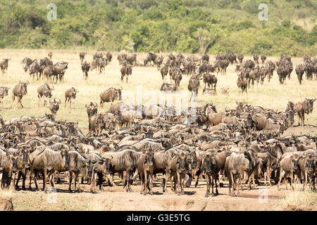 Herd of Wildebeest, Connochaetes taurinus, gathering at the Mara River during the Great Migration Masai Mara, Kenya, East Africa Stock Photo