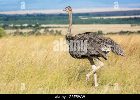 Side View of a wild adult Ostrich, Struthio camelus, walking in the Masai Mara National Reserve, Kenya, East Africa Stock Photo