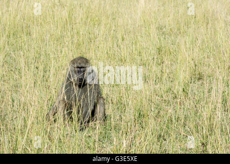 One Solitary Adult Wild Olive Baboon, Papio anubis, sitting in tall grass in the Masai Mara National Reserve, Kenya, East Africa Stock Photo