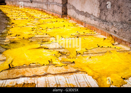 Yellow tinted leather drying in the sun in a tannery in Fez, Morocco Stock Photo