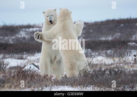 Polar bears (ursus maritimus) sparring on the coast of Hudson Bay; Manitoba, Canada Stock Photo