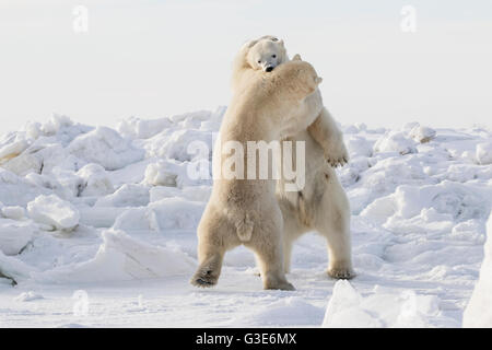 Polar bears (ursus maritimus) sparring on the coast of Hudson Bay; Churchill, Manitoba, Canada Stock Photo