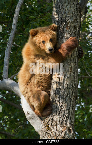 Brown Bear (Ursus Arctos) Yearling Cub Climbing Down From Balsam Poplar Tree (Populus Balsamifera) In Summer, Katmai National Park And Preserve, So... Stock Photo