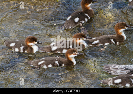 Common merganser (Mergus merganser) ducklings swimming near the bank of Brooks River, Katmai National Park and Preserve, Southwest Alaska Stock Photo