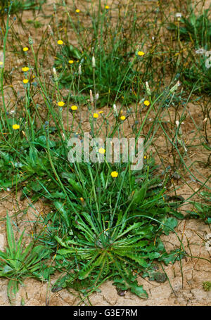 Agriculture - Weeds, Smooth Catsear (Hypochaeris glabra) aka. False Dandelion, Flatweed, Glabrous Catsear; flowering plants / California, USA. Stock Photo