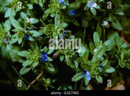 Agriculture - Weeds, Corn Speedwell (Veronica arvensis) aka. Common Speedwell, Rock Speedwell, Wall Speedwell; flowering stems / California, USA. Stock Photo