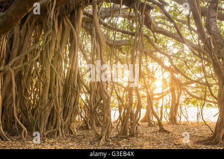 Tree of Life, Amazing Banyan Tree in morning sunlight Stock Photo