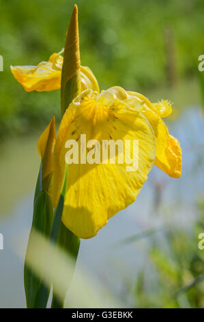 Yellow Flag Iris (I. pseudacorus) Stock Photo
