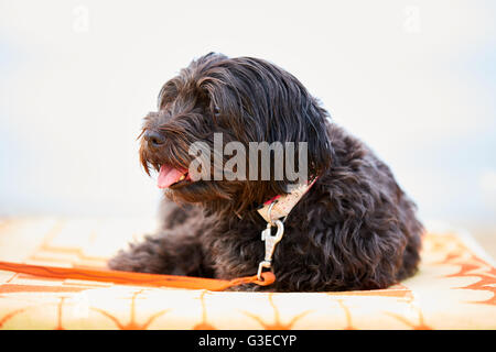 Black havanese dog relaxing on the beach on a sun lounge with a towel Stock Photo