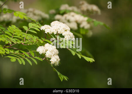 rowan tree flowers in spring Stock Photo