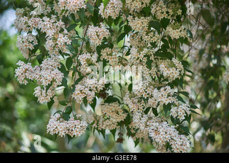 Beauty bush blossom Linnaea amabilis Kolkwitzia Stock Photo