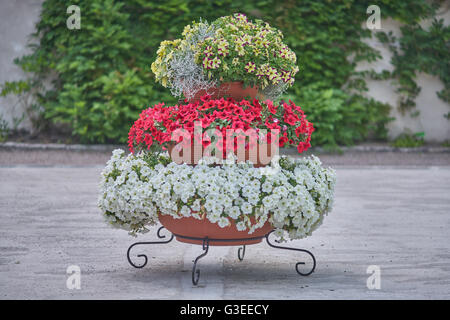 Various multicolor petunias petunia stacked up on the frame Stock Photo