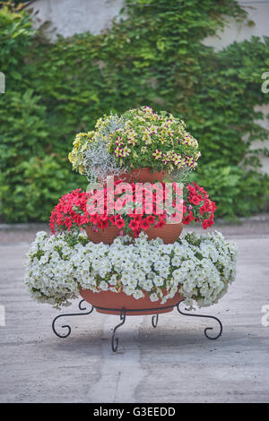 Various multicolor petunias petunia stacked up on the frame Stock Photo