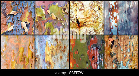 Collage of colorful Australian gumtree bark (Angophora and Eucalyptus trees) Stock Photo