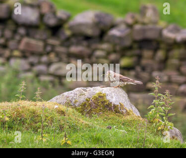 Mistle thrush collecting food (a chrysalis) for its young, Yorkshire, UK Stock Photo