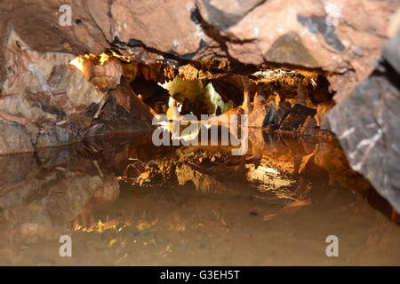 Small Limestone Stalagmites In A Pool In Goughs Cave Cheddar Gorge Somerset England Stock Photo