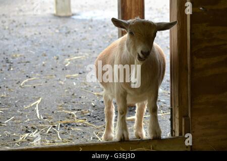 A goat at the farm Stock Photo