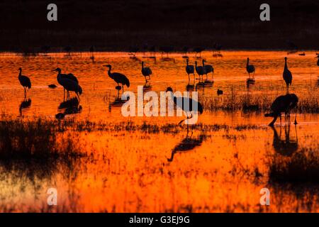 Sandhill Cranes silhouetted by the sunset forage before dark at their nightly resting area in a marsh at the Bosque del Apache National Wildlife Refuge in San Antonio, New Mexico. Thousands of Sandhill Cranes spend the winter in the refuge. Stock Photo