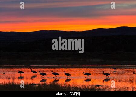 Sandhill Cranes silhouetted by the sunset forage before dark at their nightly resting area in a marsh at the Bosque del Apache National Wildlife Refuge in San Antonio, New Mexico. Thousands of Sandhill Cranes spend the winter in the refuge. Stock Photo