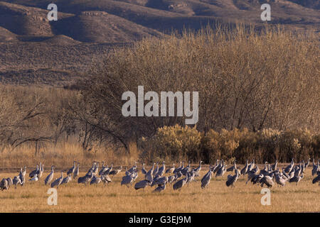 Sandhill Cranes forage in a field with the at the Bosque del Apache National Wildlife Refuge in San Antonio, New Mexico. Thousands of Sandhill Cranes spend the winter in the refuge on the northern edge of the Chihuahuan desert. Stock Photo