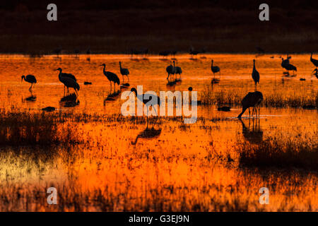 Sandhill Cranes silhouetted by the sunset forage before dark at their nightly resting area in a marsh at the Bosque del Apache National Wildlife Refuge in San Antonio, New Mexico. Thousands of Sandhill Cranes spend the winter in the refuge. Stock Photo