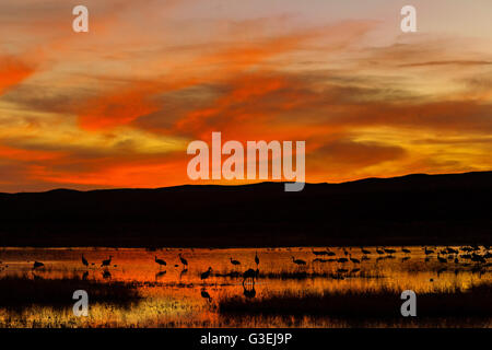 Sandhill Cranes silhouetted by the sunset forage before dark at their nightly resting area in a marsh at the Bosque del Apache National Wildlife Refuge in San Antonio, New Mexico. Thousands of Sandhill Cranes spend the winter in the refuge. Stock Photo