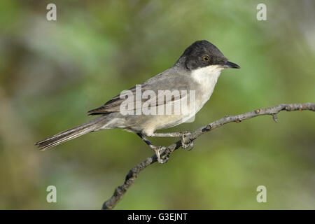 Eastern Orphean Warbler - Sylvia crassirostris Stock Photo