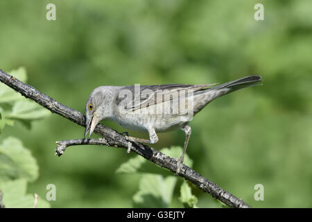 Barred Warbler - Sylvia nisoria Stock Photo