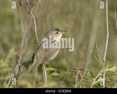 Blyth's Reed Warbler - Acrocephalus dumetorum Stock Photo