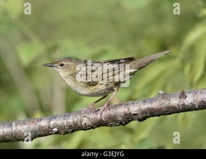 Grasshopper Warbler - Locustella naevia Stock Photo