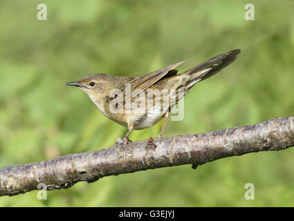 Grasshopper Warbler - Locustella naevia Stock Photo