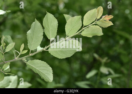 Blackthorn - Prunus spinosa Stock Photo