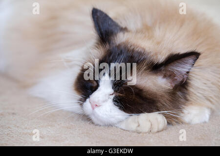 A RagDoll cat sleeping on a carpet at home Stock Photo