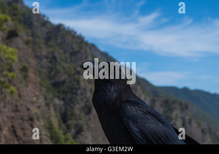 Raven on La Palma Island, picture from very close distance Stock Photo