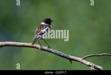 Male Stonechat-Saxicola torquata in song. Spring. Uk Stock Photo