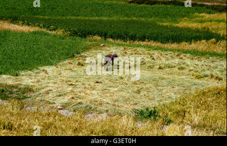 Rawu, Nyingchi, China - The view of an Tibetan woman harvesting the highland barley in the field. Stock Photo