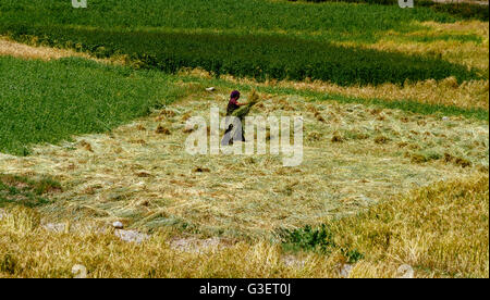 Rawu, Nyingchi, China - The view of an Tibetan woman harvesting the highland barley in the field. Stock Photo