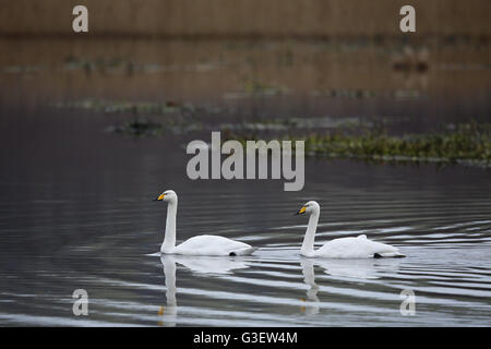 Whooper Swan, Cygnus cygnus, pair in winter quarters Stock Photo