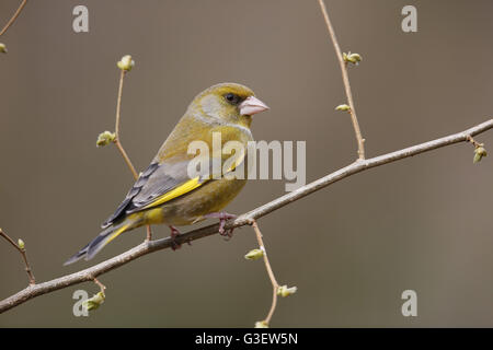 European Greenfinch, Carduelis chloris, male perched on Spring twig Stock Photo